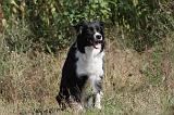 BORDER COLLIE 010